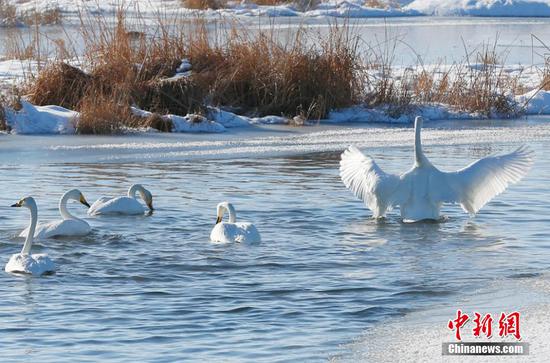 新疆哈密：高家湖湿地天鹅雪地起舞