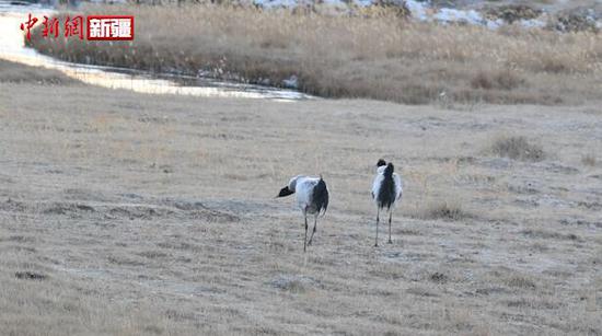 新疆首次发现大规模越冬黑颈鹤