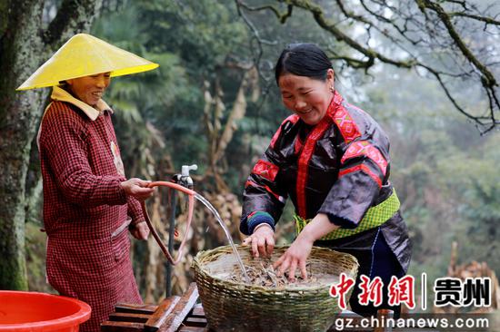 在贵州省剑河县南寨镇懂达村，村民对捶碎后的蕨根进行淘洗。杨家孟 摄