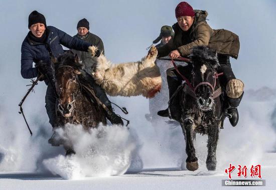 新疆高原牧民冬季茫茫雪地刁羊