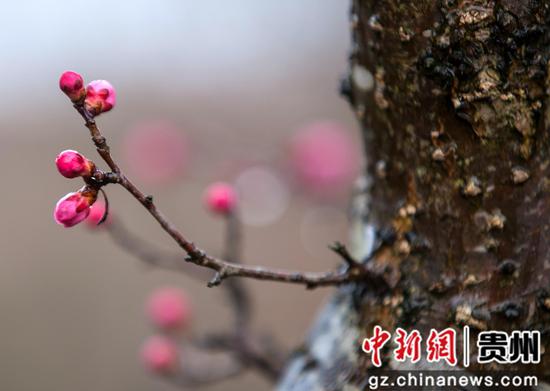贵州省黔西市水西古城的梅花。