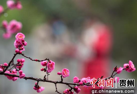 市民在贵州省黔西市水西古城观赏梅花。