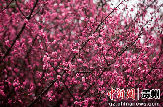贵州省黔西市水西古城的梅花。