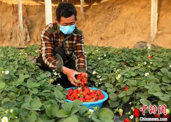 种植户忙着采摘草莓，及时供应春节期间各市场。　杨铁军 摄