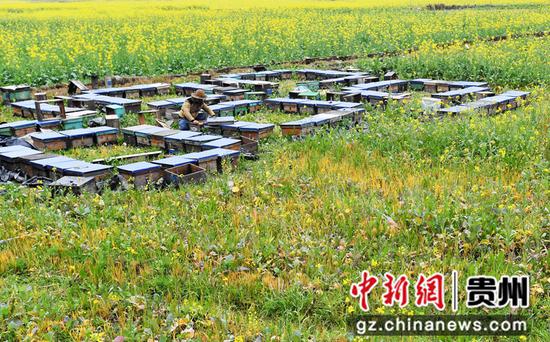2022年2月5日，贵州省黔东南苗族侗族自治州黎平肇兴镇皮林村油菜花田间，一养蜂人在检查蜂巢箱。
