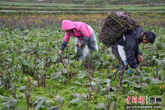 务工人员正在采收红菜苔。
