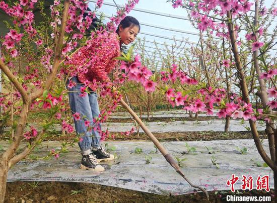 温室大棚内种桃，是近年来新疆兵团新兴的种植模式。　张桂萍 摄