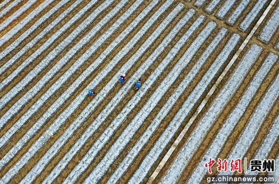 罗甸县祥脚村群众在田间地头劳动。