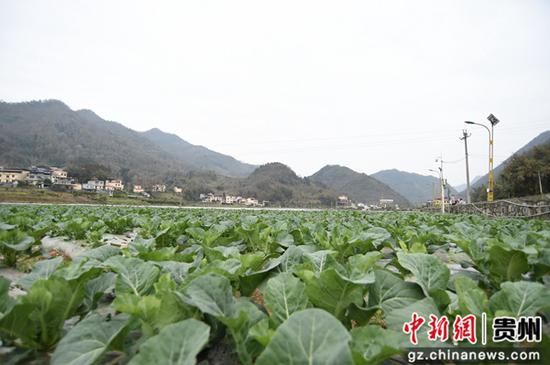 罗甸县祥脚蔬菜种植基地.罗甸县祥脚村群众在田间地头劳动.