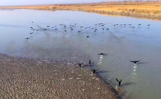 十六團塔河源迎來成千上萬只野鳥