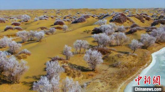 地处塔克拉玛干沙漠腹地的新疆巴州且末县托盖布拉克景区出现了罕见的沙漠雾凇景观。　苏鑫 摄