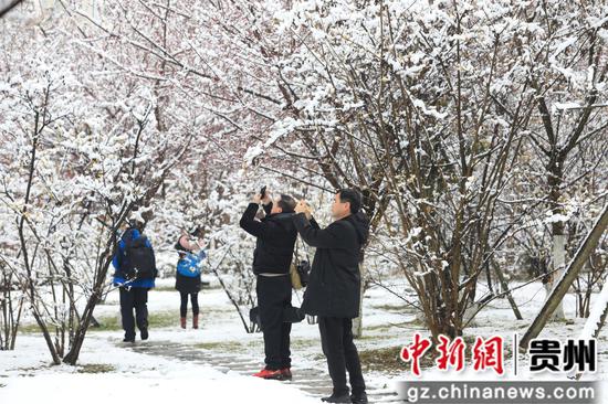 2022年2月13日上午，市民在七星关区同心城市公园内拍摄梅花