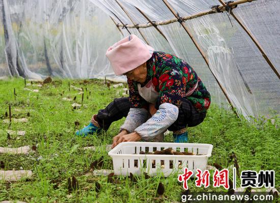 贵州惠水：羊肚菌喜获丰收