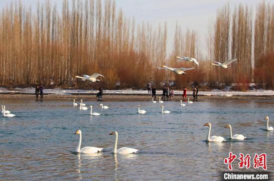 新疆開都河“天鵝灣”：數百羽“白精靈”引游人