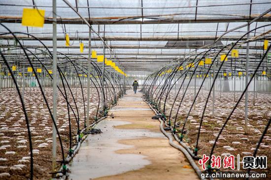 贵州高丰农业羊肚菌基地一个工人管护一片基地。杨雄 摄