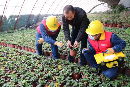 国网乌鲁木齐西郊供电公司员工安志伟、陈继林在花卉大棚进行用电检查。