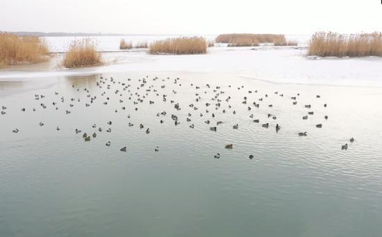 生态环境改善 新疆南部湿地迎来大批候鸟栖息。资料图
