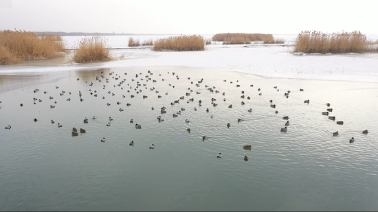 数万只水鸟在叶尔羌河栖息