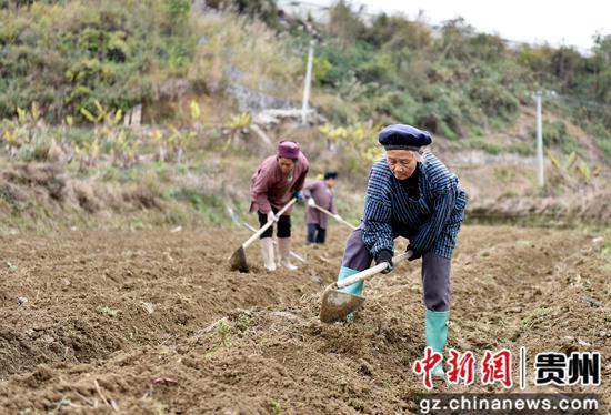 贵州罗甸：雨水节气农事忙