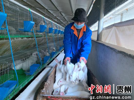 工人将肉兔装车 邹琴印摄