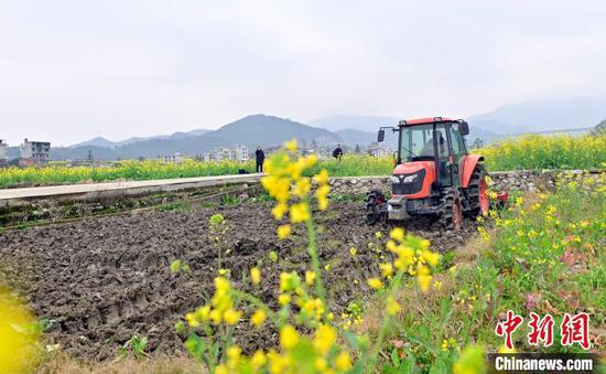 上皮林村村民驾驶农机在翻耕稻田。　吴德军 摄