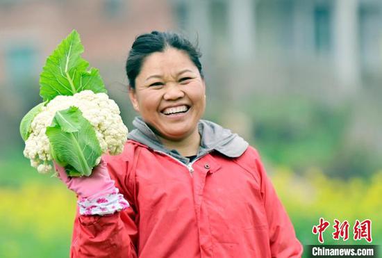 上皮林村村民在采摘蔬菜。　吴德军 摄