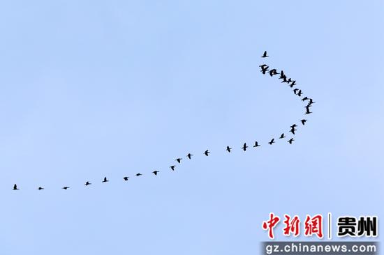 贵州威宁草海：2000多只黑颈鹤“与雪共舞”