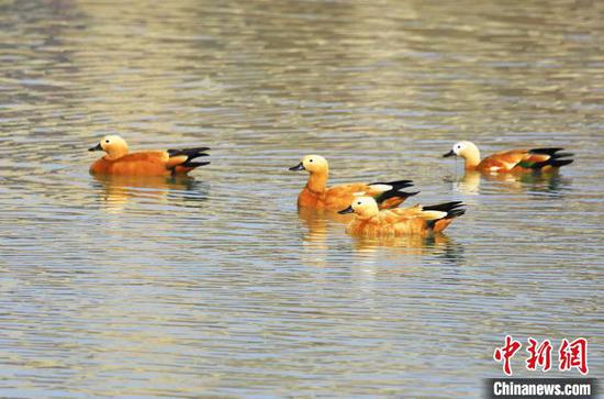 黄鸭在水中觅食。　韩栋 摄