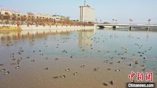 新疆托克逊县白杨河城区段内，河面上成群的候鸟。　李靖海　摄