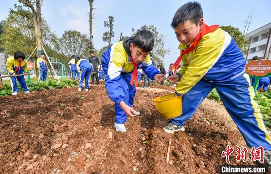 松桃第七完小的学生在劳动实践基地体验种植马铃薯。　龙元彬 摄