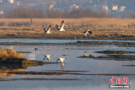 3月3日，贵州草海国家级自然保护区内拍摄的黑颈鹤。 瞿宏伦 摄