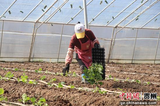 贵州毕节七星关区：科技大棚绿意浓 春耕生产正当时