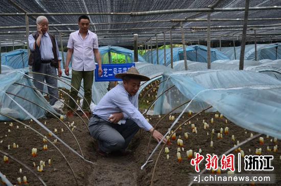 韩省华指导灵芝栽培。  九三学社杭州市委会 供图