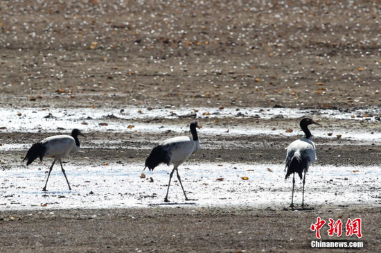 3月2日，贵州草海国家级自然保护区内拍摄的黑颈鹤。 瞿宏伦 摄