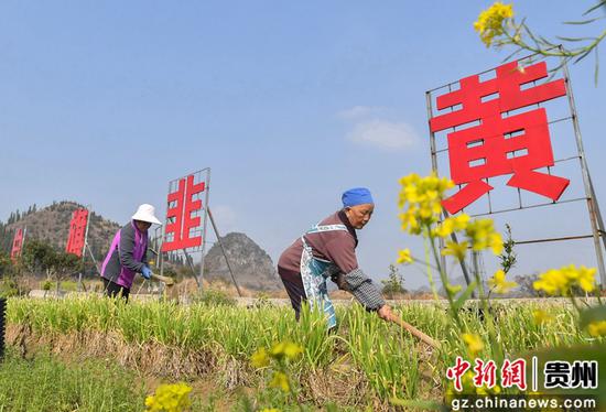 3月2日，贵州省安顺市普定县白岩镇韭黄村村民在田间为韭黄松土。