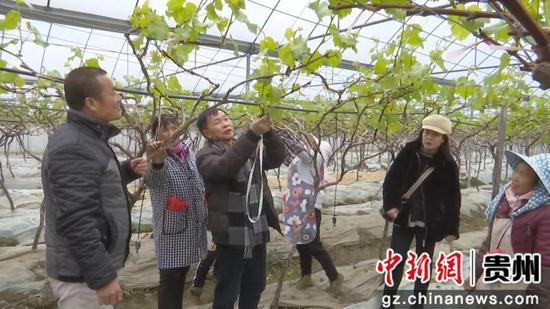 贵州安龙:农技精准服务助推水果产业提质增效