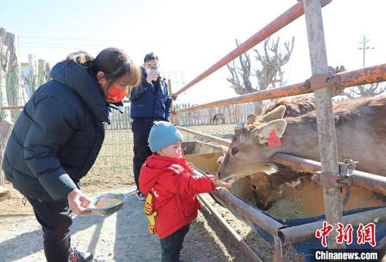 在新疆兵團第十二師西山農牧場，游客攜孩子體驗為梅花鹿喂食?！●T曉玲　攝