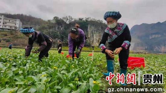 贵州册亨：坝区规模化种植蔬菜促农增收致富