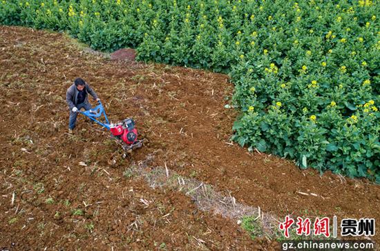 3月5日，贵州省黔西市洪水镇永平村，村民驾驶微耕机耕地（无人机照片）。