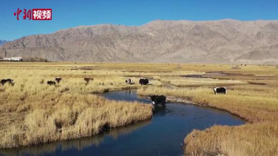 新疆塔县：边境牦牛产业呈一体化发展格局