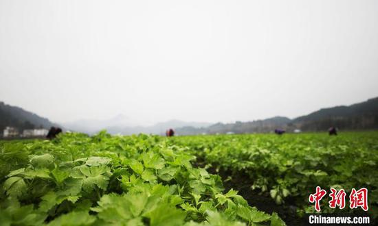 贵州江口县坝盘镇挂扣村坝区蔬菜基地，村民在管护蔬菜。　李鹤 摄
