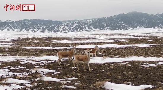 新疆吉木乃：生态环境好 野生动物频出现