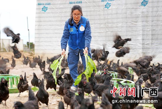 在南方电网支持下，梁桂芸带领村民采取“合作社+基地+农户”模式，在回龙村发展“五黑鸡”养殖项目。马华斌  摄
