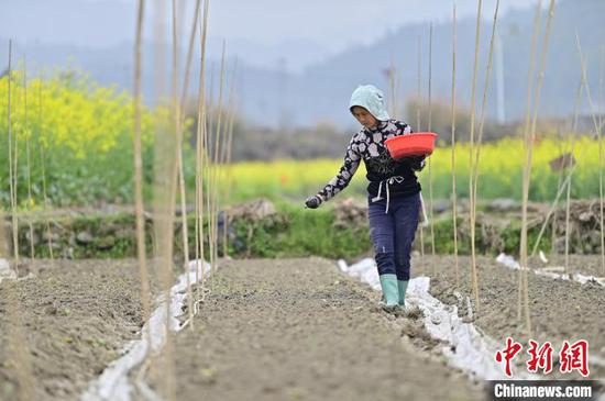 贵州从江县贯洞镇，村民在辣椒育苗基地里忙碌。　吴德军 摄