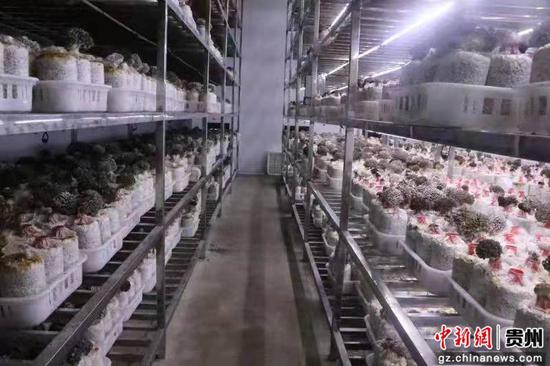 贵州黔西南首家工厂化栽培灰树花食用菌迎采收