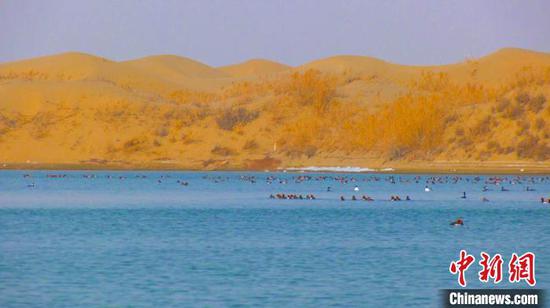 新疆塔里木河通過22次的生態輸水，塔里木河流域中下游兩岸生態得到明顯改善?！⊥糁均i　攝