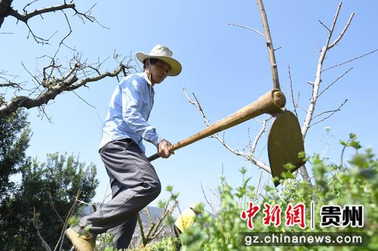 3月8日，贵阳市南明区永乐乡水塘村一村民正在桃园内除草。