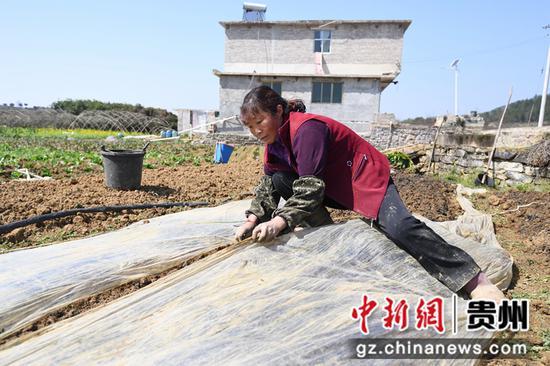 3月8日，贵阳市南明区永乐乡永乐村一村民正在给新种的种子盖地膜。
