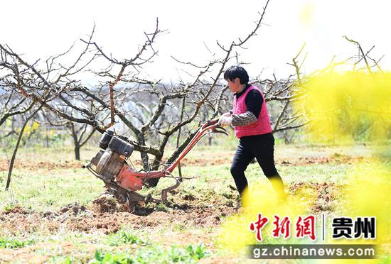 3月8日，贵阳市南明区永乐乡干井村一村民正在犁地松土。