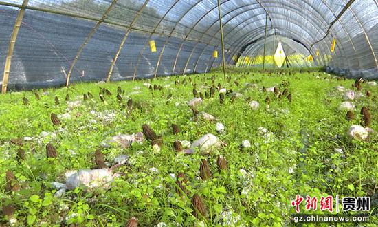 贵州惠水好花红镇：800亩羊肚菌为村民撑起“致富伞”